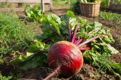 Соблюдайте 5 советов по выращиванию свеклы - будет крупная и сочная. От почвы до полива