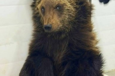 Обезвоженного медвежонка привезли в иркутский питомник - ветеринары показали фото "малыша"