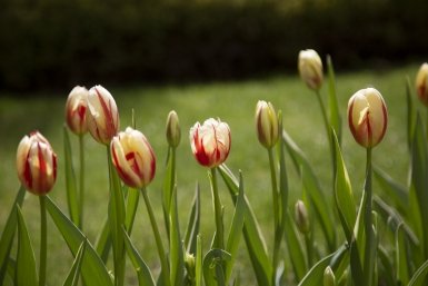 Цветы Артём Хорошилов  , ИА Stavropol.Media