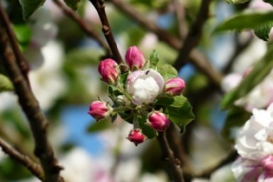 Беру 4 прищепки и цепляю на яблоню в конце марта: Зачем это делать - хитрость