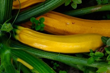 Не сорт, а "многодетный отец": с куста собираю по 20 кабачков - растет везде, не болеет, нет пустоцветов