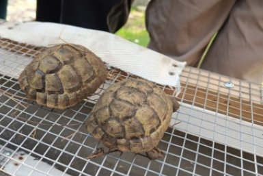 Реабилитационный центр для редких черепах откроют в Сочи в 2026 году пресс-служба Кавказского государственного природного биосферного заповедника