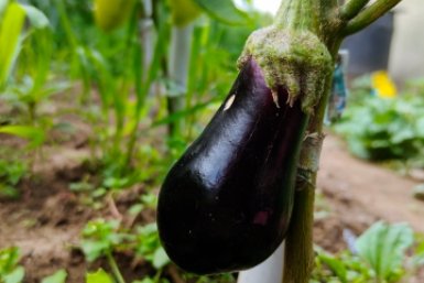 Не сорт, а Геракл среди баклажанов: вяжет плоды даже во льдах - без пустоцветов, не боится вредителей