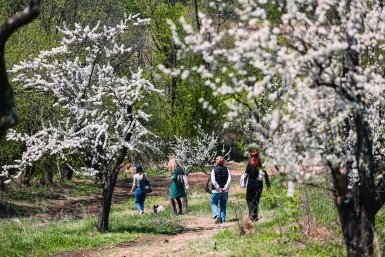 Эти места в Росиии затмят даже японскую сакуру - полный гид по месяцам цветения