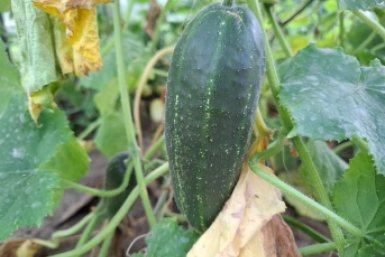 Гребу по 220 огурцов с восьми кустов: секрет - в обрезке именно этой плети 