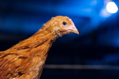 Бульон, который лечит: эксперт рассказала о неожиданных свойствах