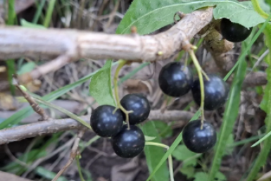 Чудо на грядке: 5 действий весной - и ваша смородина станет примером для соседей