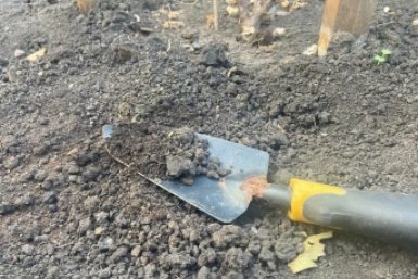 Дачники, сохраняйте: посадите этот сидерат весной, и он заменит грузовик навоза - земля, как перина