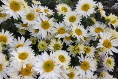 Посадила цветок, который цветет без остановки: голубоглазая ромашка преобразила мой сад к середине лета