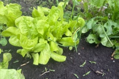 Сделайте это с грядками в апреле - и сорняки исчезнут сами: земля стала рыхлой и мягкой