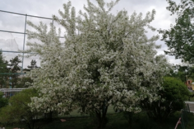 Никогда не держите землю под яблоней пустой - вот три растения, которые все исправят