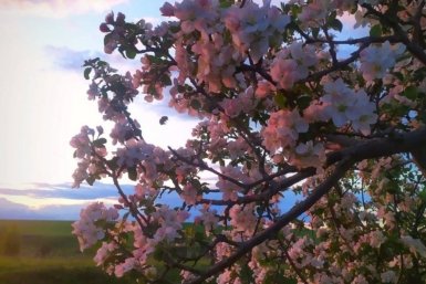 В апреле вбейте под яблоню дощечку — муравьи сбегут восвояси: никто не затащит тлю на дерево