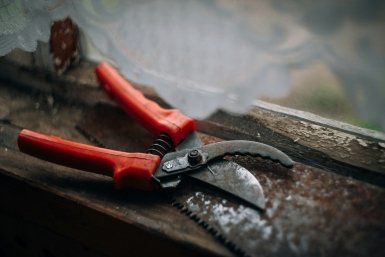 Срочно берите секатор: 5 растений, которые не простят опоздания с обрезкой в марте — лишитесь ягод