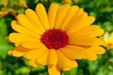 Вместо астры и бархатцев: этот однолетник очарует красотой соцветий - на рассаду сеем в начале апреля