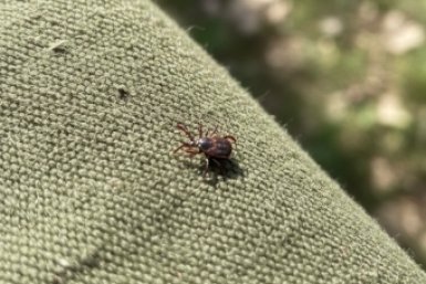 В марте и апреле от клещей: 5 капель на одежду — и паразиты врассыпную, эффект на целый день