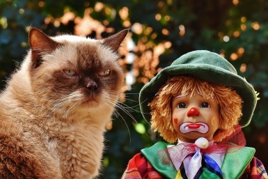 Приучаем пушистого демона к лотку - без нервов и сюрпризов по углам