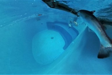 Охота на пару минут: афалины устроили "разборки" с кетой в Приморском океанариуме