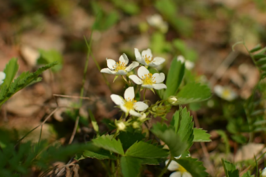Сажаем в апреле землянику — минимум забот, максимум сладких ягод, аромат дурманит: ТОП-5 неприхотливых сортов