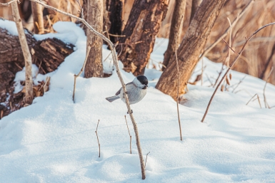 Бум зайцев и снижение численности пернатых зафиксировали в Приамурье Мария Смитюк, ИА PrimaMedia