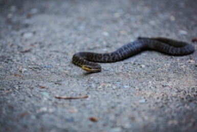 Как не допустить змей на участок: 3 эффективных шага