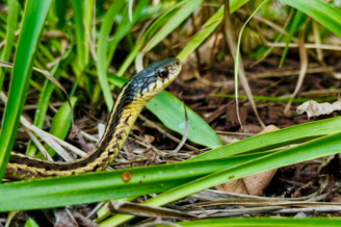 Сажаю три растения вдоль забора — и змеи бьются в конвульсиях, а на участок не заползают