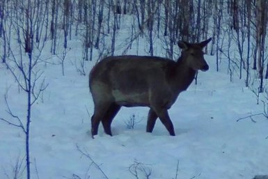 Самка изюбря Минприроды Забайкалья