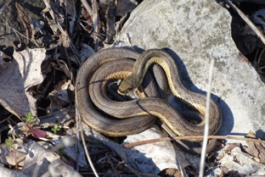 Как прогнать змей с участка безопасно и эффективно — берем бутылку и чеснок