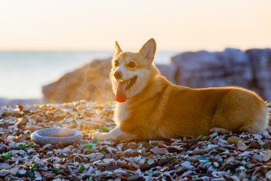 Не требуют постоянных походов к ветеринару: 6 самых крепких пород собак