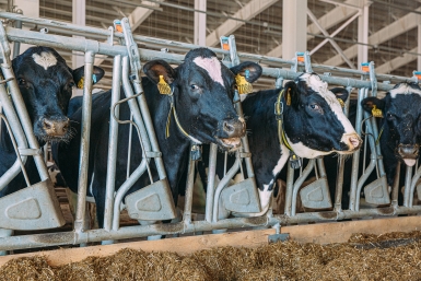 Глава Россельхознадзора объяснил, зачем в Новосибирской области уничтожали скот