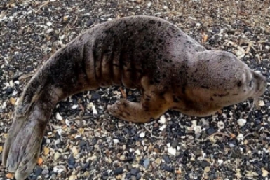 Одинокого малыша ларги заметили на пляже в Приморье Телеграм-канал &quotХасанские вести&quot (18+)