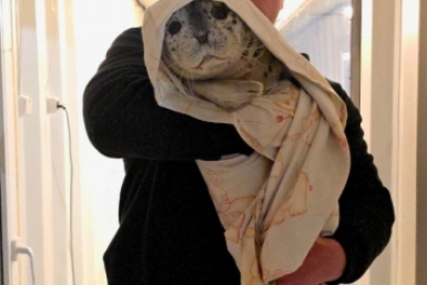 Очередной пациент поступил в реабилитационный центр &quotТюлень&quot Телеграм-канал &quotТюленятник и все-все-все&quot (16+)