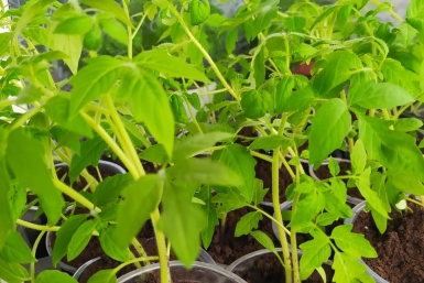 Что делать, если вытянулась рассада томатов: 1 простое действие быстро реанимирует растения