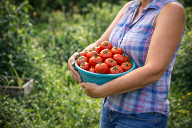 Селю к томатам 3 друзей — жирный вкусный урожай растет как на дрожжах: полезный симбиоз
