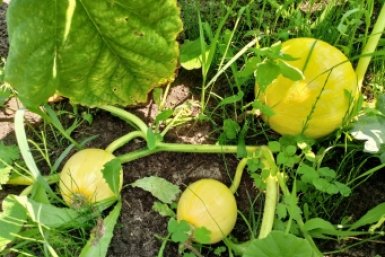 Расстилаю 1 слой — и сорняки перестают лезть: грядки чистые, урожай растет сам