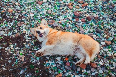Лучше не заводить: топ-5 пород собак, которые постоянно болеют — ветеринару отдадите ползарплаты
