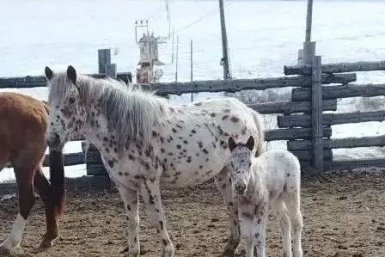 Жеребенок Читинская государственная заводская конюшня