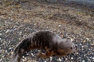 Одинокий малыш ларги замечен в Приморье - важное предупреждение