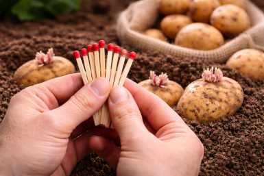 Всего 2 спички - и ваш картофель под "тотальной защитой": 1 трюк спасет от колорода, фитофторы и даже проволочника