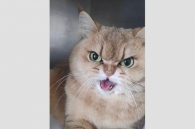 Пострадавшую от кактуса кошку Мику вылечили ветеринары Севастополя