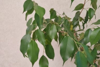 Чайная ложка в горшок: с такой подкормкой фикус вырастет сразу на 80%