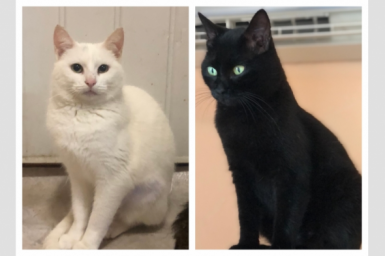 День и ночь: черного кота и белоснежную кошку пристраивают в Севастополе