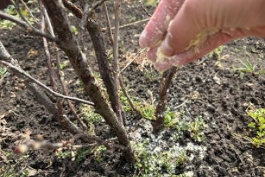 1 горсть прямо под куст - смородина и крыжовник не болеют, а ветки гнутся от ягод