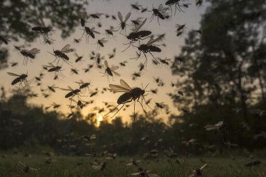 Фатальное нашествие комаров возможно летом - эксперт о последствиях снежной зимы