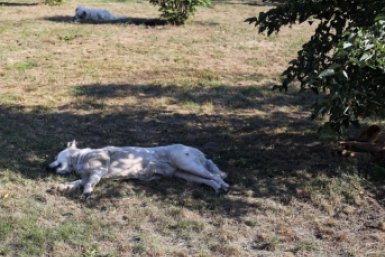 Неизвестный устроил массовый расстрел бездомных собак в Сочи