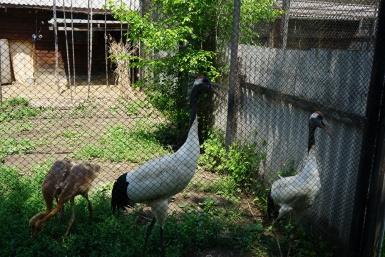 Около сотни пернатых прилетят из Африки в Подмосковье в ближайшие дни 