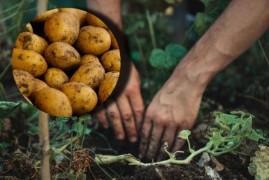 Положите 3 ложки в лунку - картофель плодится как кролики: по 50 тонн с гектара