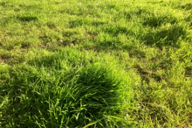 Землю на 13 млн рублей через подставного фермера похитили на Ставрополье