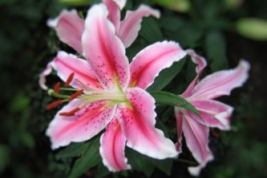 2 действия с лилиями: Цветов будет, как звёзд в небе, аромат - "пушка"