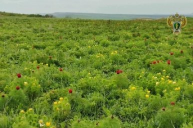 Прокуратура заставила охотхозяйство на Кавминводах построить вольеры и кордон