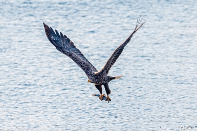 птица Мария Смитюк, ИА PrimaMedia